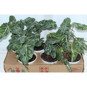 PHILODENDRON GLORIOSUM VARIEGATA P15