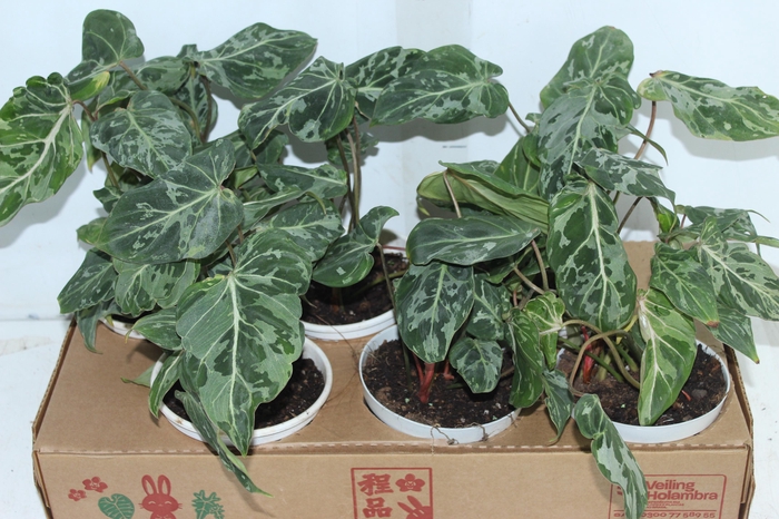 <h4>PHILODENDRON GLORIOSUM VARIEGATA P15</h4>