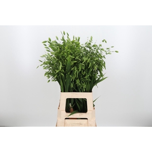 Chasm Latifol Mantis