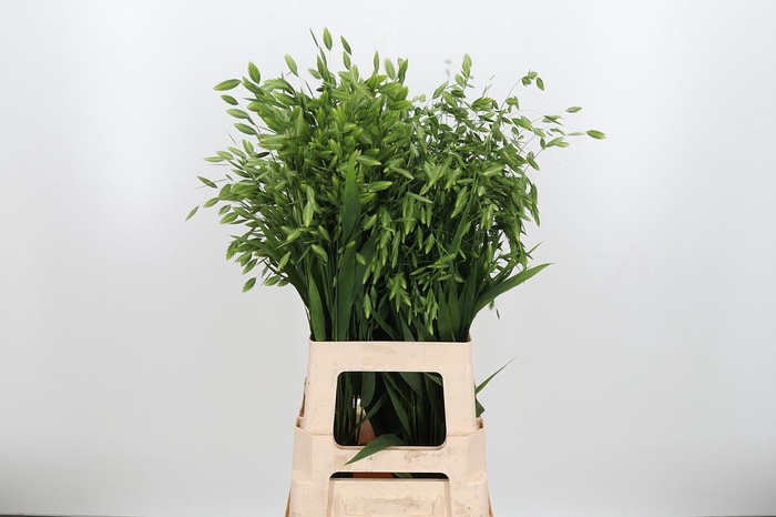 <h4>Chasm Latifol Mantis</h4>