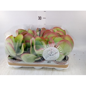 Kalanchoe NF thyrsiflora