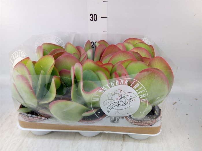 <h4>Kalanchoe NF thyrsiflora</h4>