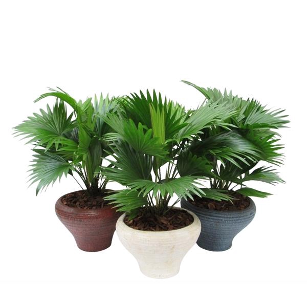 <h4>Livistona rotundifolia</h4>