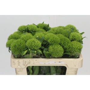 Dianthus Br Kiwi Mellow