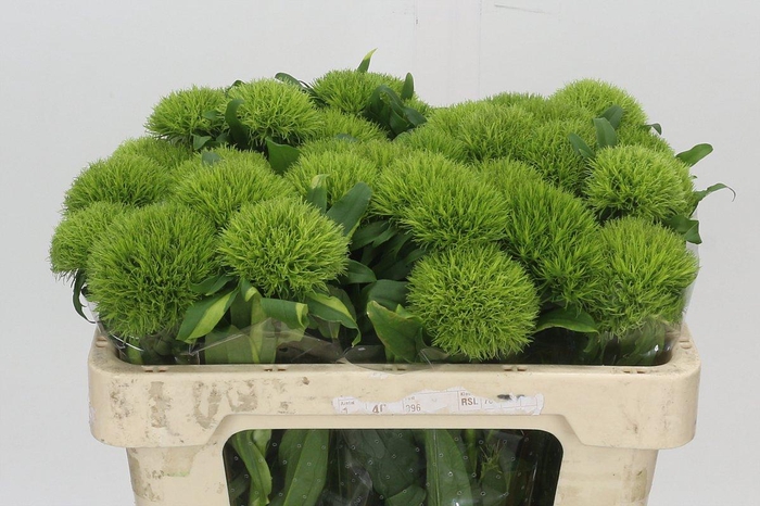 <h4>Dianthus Br Kiwi Mellow</h4>