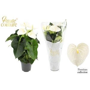 Anthurium 17 cm Alpine in Haute Couture sleeve