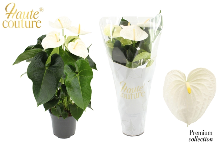 <h4>Anthurium 17 cm Alpine in Haute Couture sleeve</h4>