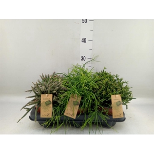 Rhipsalis   ...mix