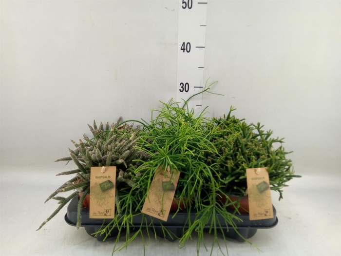 <h4>Rhipsalis   ...mix</h4>