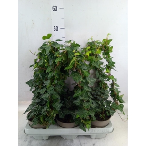 Hedera   ...green leafed