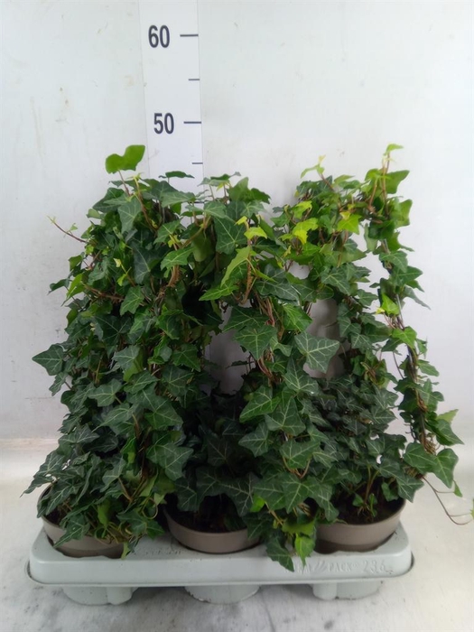 <h4>Hedera   ...green leafed</h4>