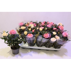 arr8 Ro Kor Grande Gem Pt