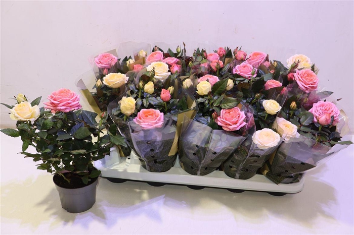 <h4>arr8 Ro Kor Grande Gem Pt</h4>