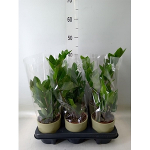 Zamioculcas zamiifolia