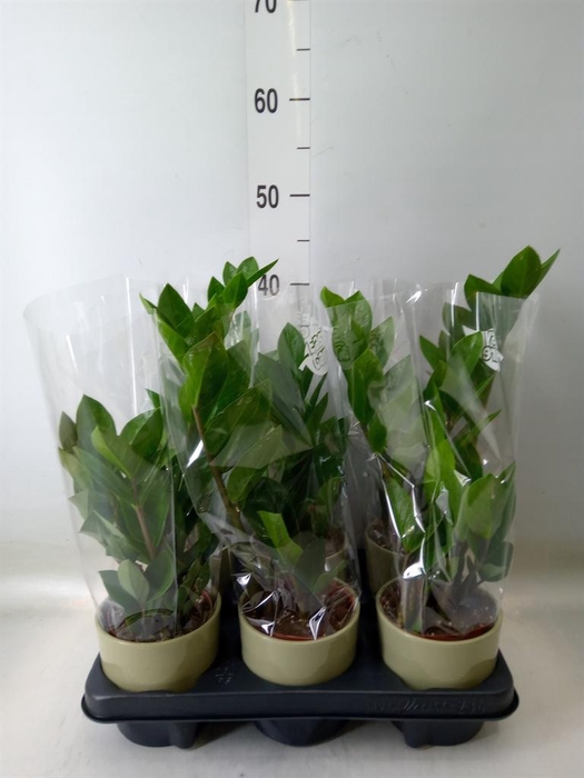 <h4>Zamioculcas zamiifolia</h4>