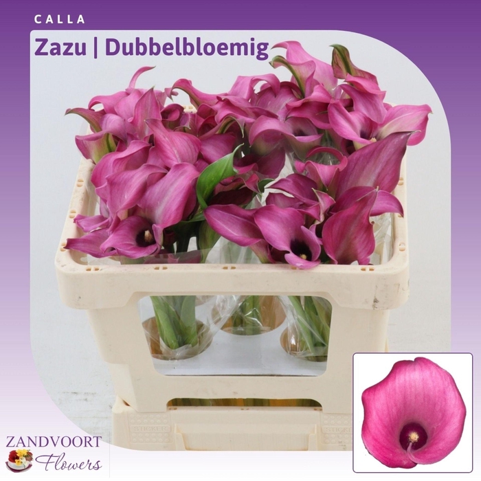 <h4>Calla Zazu | Dubbelbloemig</h4>