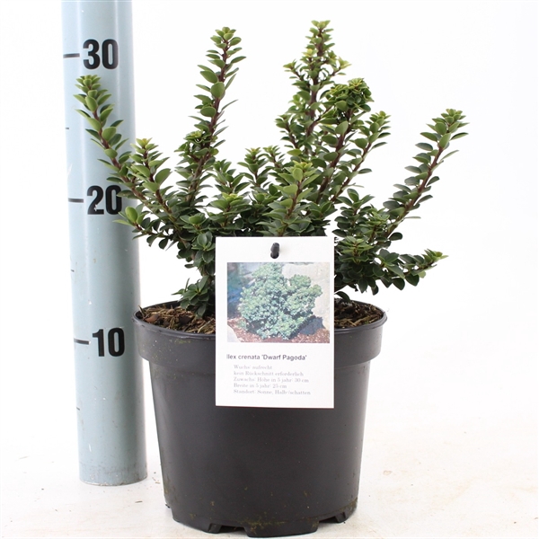 <h4>Ilex cren. 'Dwarf Pagoda'</h4>