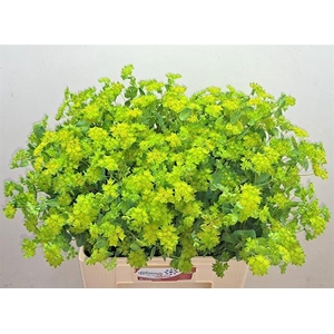 BUPLEURUM GRIFFITHII