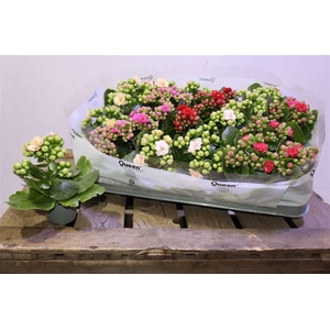 arr8 Kal Ge Rf Gem 4 Kl