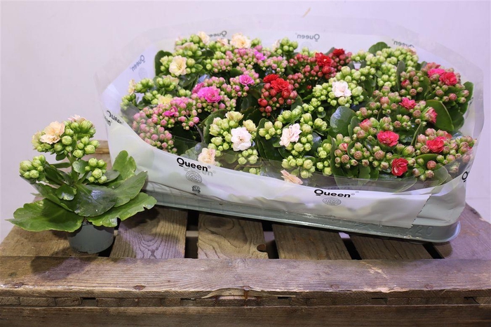 <h4>arr8 Kal Ge Rf Gem 4 Kl</h4>