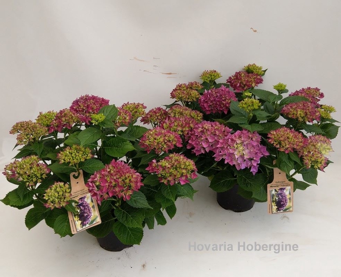 <h4>Hydrangea Hovaria Hobella</h4>