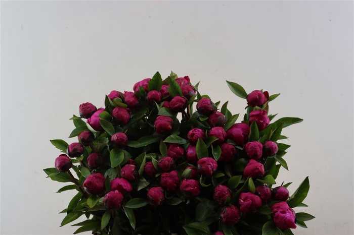 <h4>Paeo L Red Bernhardt</h4>