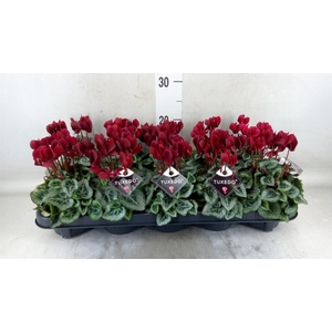 Cyclamen KL 'Tuxedo'