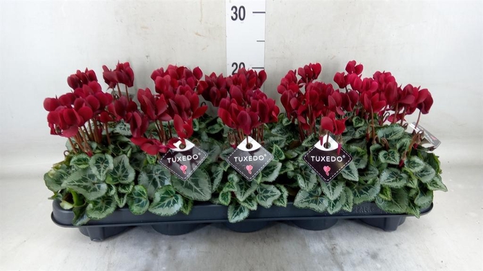 <h4>Cyclamen KL 'Tuxedo'</h4>