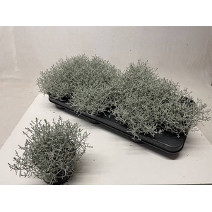 LEUCOPH BROWNII