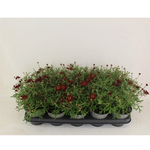Argyranthemum Red P12