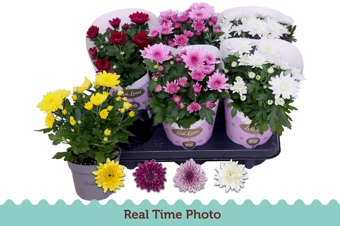 <h4>CHRYS GEVULDBL GEM</h4>