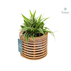Mand rattan spiraal Hori naturel op poten met Chlorophytum