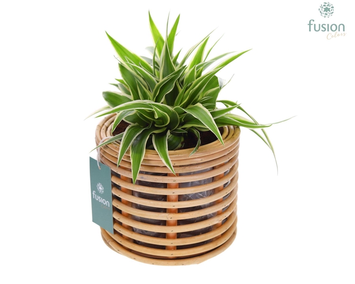 <h4>Mand rattan spiraal Hori naturel op poten met Chlorophytum</h4>