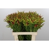 Leucadendron Ayoba Cherry Pearl