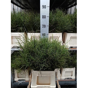 GENISTA HEIDEBREM BS