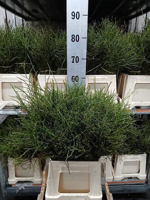 <h4>GENISTA HEIDEBREM BS</h4>