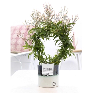 Jasminum P. ( 200+ knop) in P&PURE Illusion cer.perfectly imper.