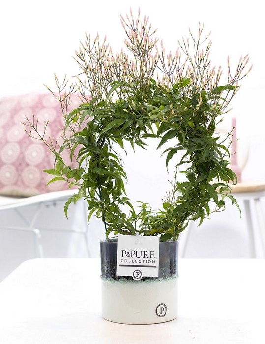 <h4>Jasminum P. ( 200+ knop) in P&PURE Illusion cer.perfectly imper.</h4>