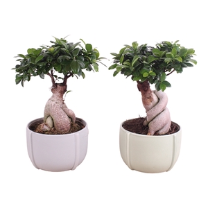 Ficus m. Ginseng Ball Shape Ø20cm in Ø23cm Ceramic CC461