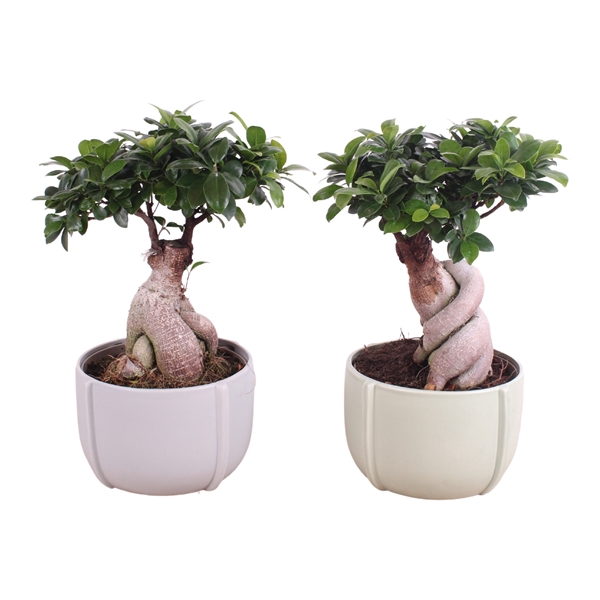 <h4>Ficus m. Ginseng Ball Shape Ø20cm in Ø23cm Ceramic CC461</h4>