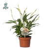 Spathiphyllum 10,5 cm Rondo Air so Pure - WOW etiket