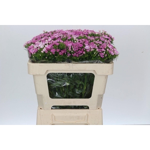 Dianthus Br Amazon Rose Magic