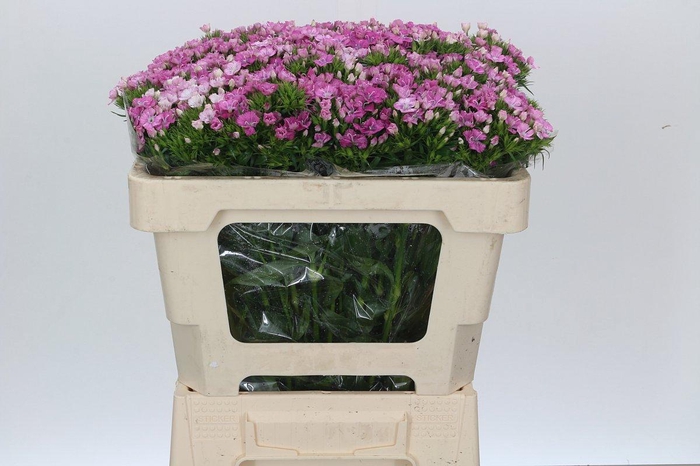 <h4>Dianthus Br Amazon Rose Magic</h4>