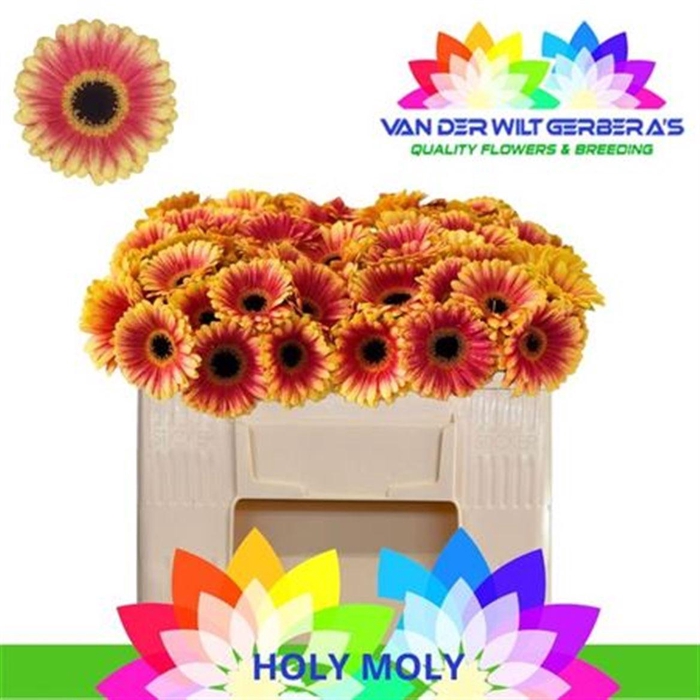 <h4>Ge Mi Holy Moly</h4>