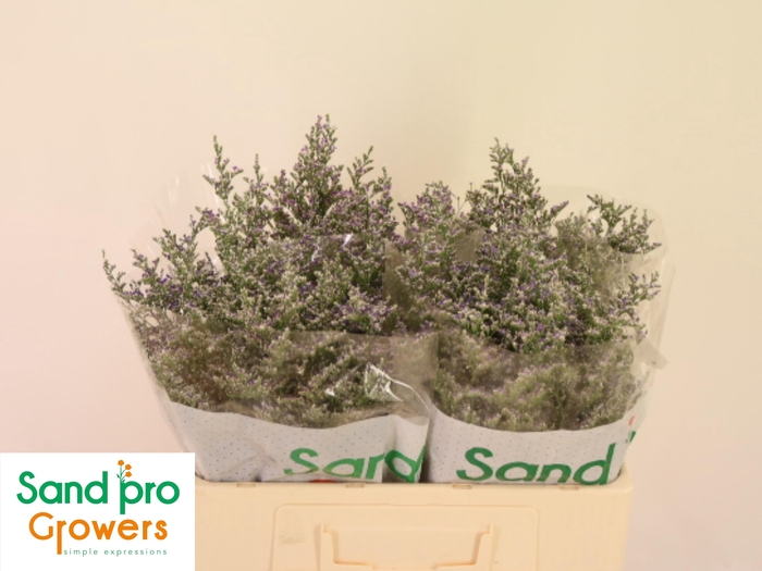 <h4>LIM MISTY BLUE</h4>