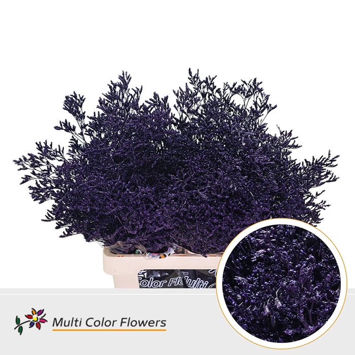 <h4>Limonium Aubergine</h4>