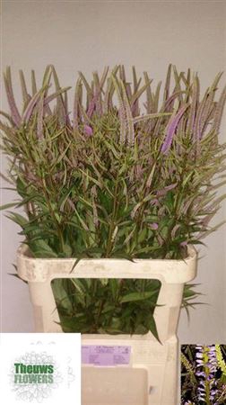 <h4>Veronicastrum Vi Fascination</h4>