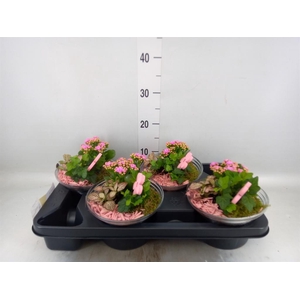 Arr.    Planten  L%