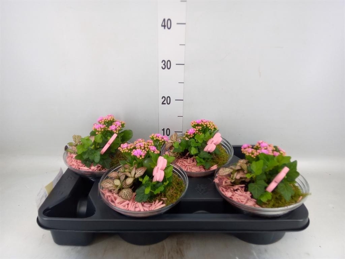 <h4>Arr.    Planten  L%</h4>