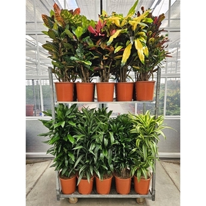 Mixkar Croton & Dracaena Fragrans